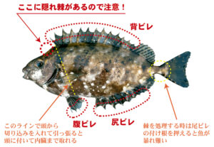 危険 この魚が釣れたら注意 釣具レビューや釣りレポートの 釣りレビュー