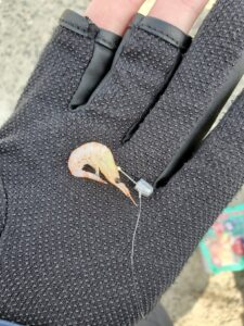 ジグヘッド&ボイルエビ