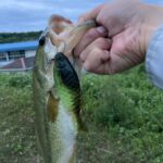今年もギルフラットの季節がやってくる!春〜秋におすすめの使い方