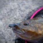 【北海道ロックフィッシュ】晩秋の積丹方面でアイナメを狙う!