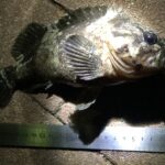 手軽に狙える関門海峡のロックフィッシュ釣り