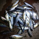 アジングは活性が高い夜に狙おう!防波堤の光に集まる生き物たち