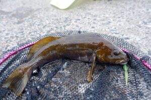 【インプレ】OSPのドライブシュリンプ3インチはロックフィッシュのエサ！