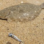 渋くても釣れます!スローテンポに強いメタルマルでヒラメ釣り!