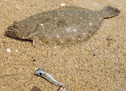 渋くても釣れます!スローテンポに強いメタルマルでヒラメ釣り!