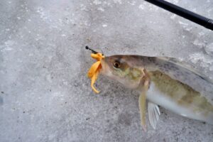 早春⁉の余市港で釣り!渋いながらもベイトPEでホッケGET‼