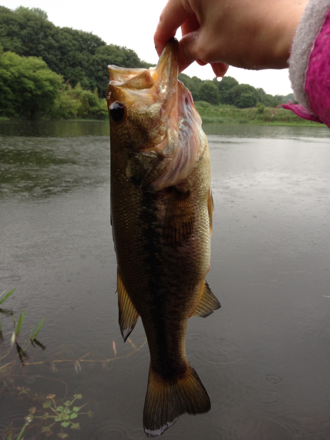 【ブラックバス釣り】早春の雨天釣行レポート