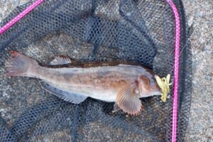 【ハードロックフィッシュ】デコは嫌だ！冬こそ汁物系ワームに頼ろう！