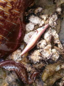 佐世保エギング釣行２日目：ＤＡＩＷＡエメラルダスラトルＳ