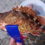 魚釣りでコミュニケーション:自然に触れ合い食育もできる!