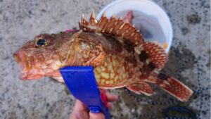魚釣りでコミュニケーション：自然に触れ合い食育もできる！