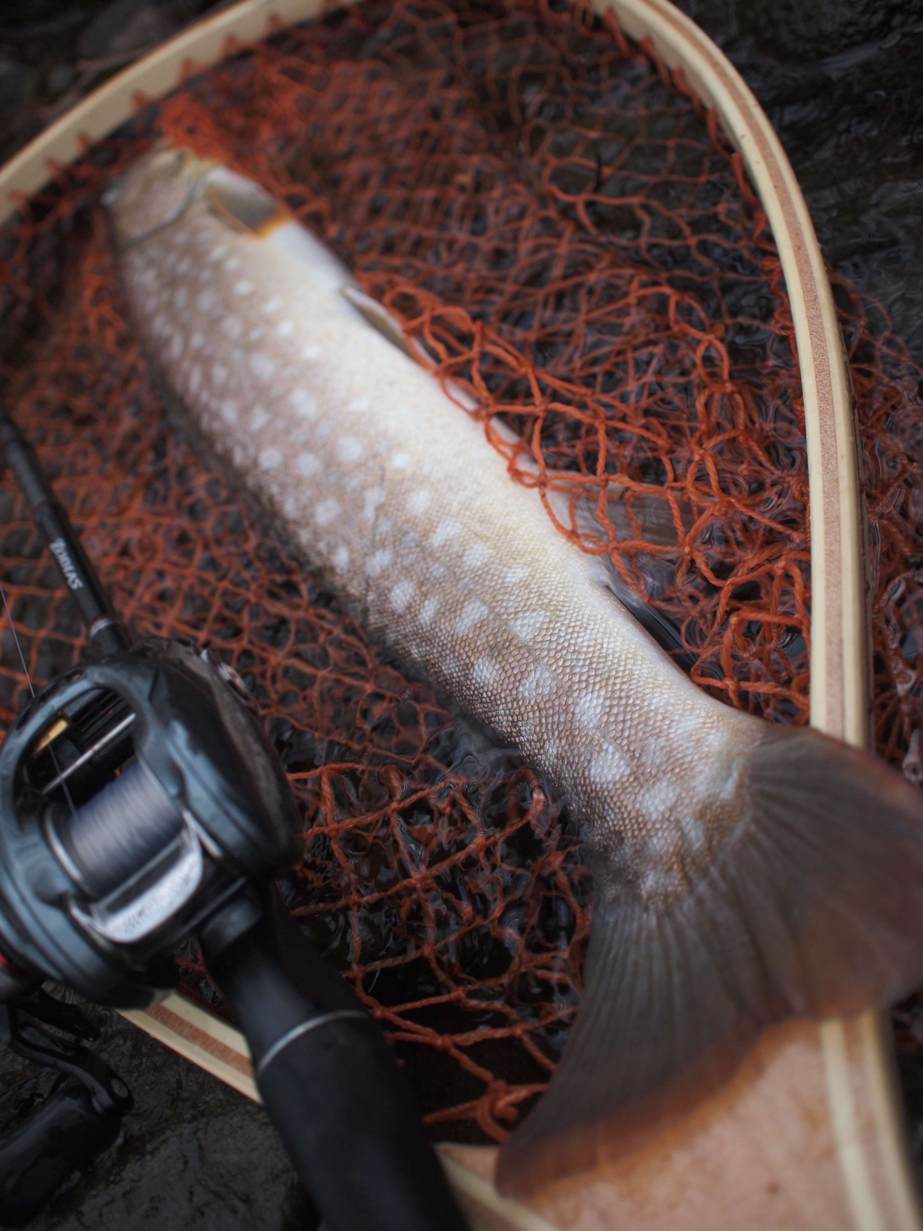 ビッグミノーでロクマルゲット 釣具レビューや釣りレポートの 釣りレビュー