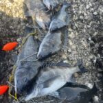 チヌ釣り本番遊動針が効果炸裂!