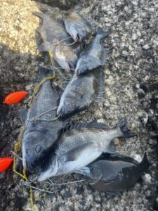 チヌ釣り本番遊動針が効果炸裂！