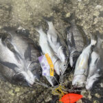 夏のチヌ釣り!最大48㎝!